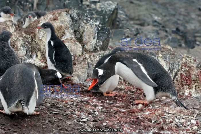 : Gentoo Penguins - Adult with young - Hannah Point : Gentoo Penguins - Adult with young - Hannah Point