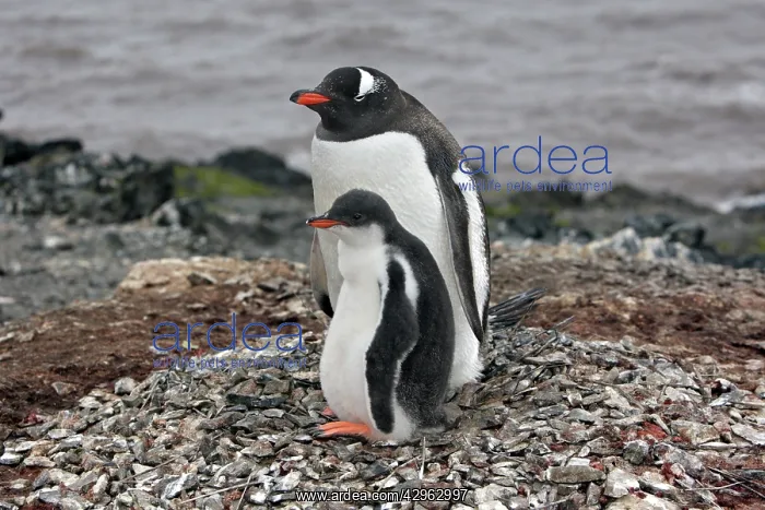 : Gentoo Penguins - Adult with young - Hannah Point : Gentoo Penguins - Adult with young - Hannah Point