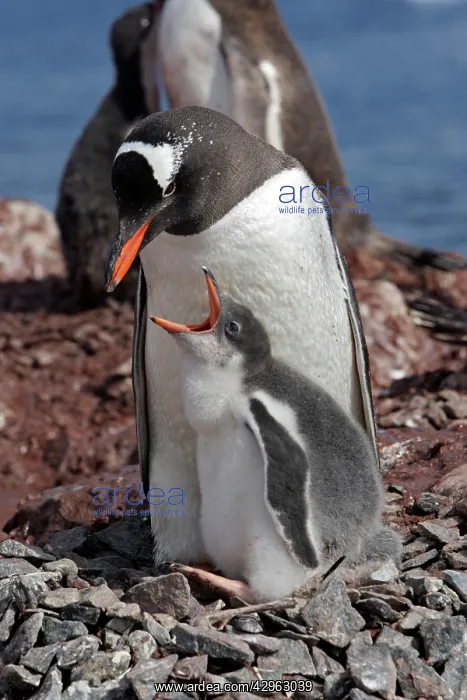 : Gentoo Penguins - adult & young - Ronge island : Gentoo Penguins - adult & young - Ronge island