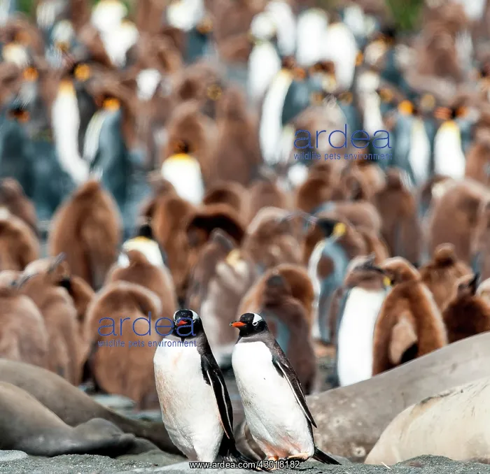  : Gentoo Penguins adults walking through King Penguin colony