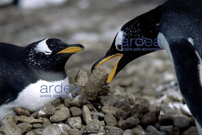 : Gentoo Penguins bonding : Gentoo Penguins bonding