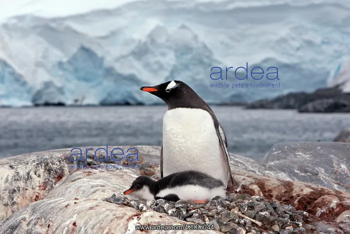 : Gentoo Penguins - British base of Port Lockroy : Gentoo Penguins - British base of Port Lockroy