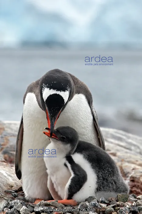 : Gentoo Penguins - British base of Port Lockroy : Gentoo Penguins - British base of Port Lockroy