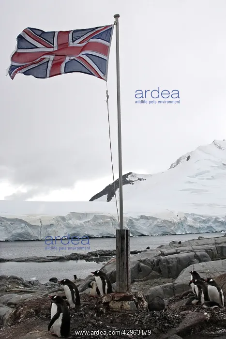 : Gentoo Penguins - British base of Port Lockroy : Gentoo Penguins - British base of Port Lockroy
