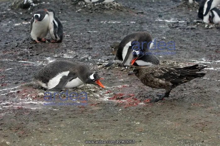 : Gentoo Penguins - brown skua tries to steal egg : Gentoo Penguins - brown skua tries to steal egg