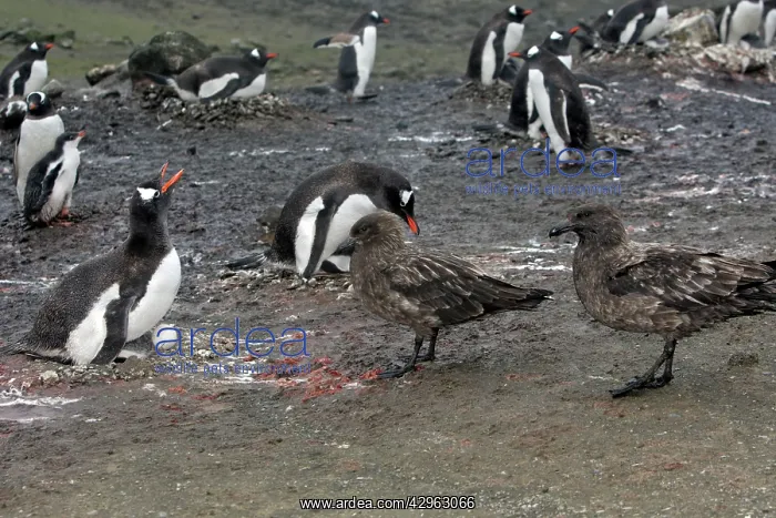 : Gentoo Penguins - brown skua tries to steal egg : Gentoo Penguins - brown skua tries to steal egg