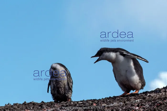 : Gentoo Penguins chick screeching at headless chick : Gentoo Penguins chick screeching at headless chick