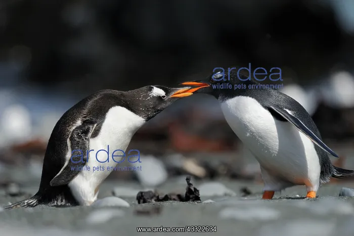 : Two Gentoo Penguins courtship : Two Gentoo Penguins courtship