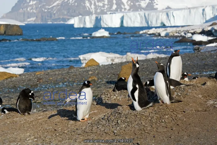 : Gentoo Penguins - Displaying at nest site on Brown Island : Gentoo Penguins - Displaying at nest site on Brown Island