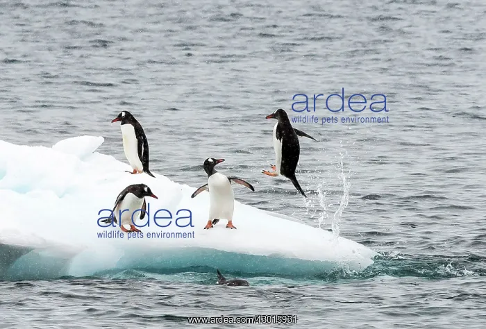  : Gentoo Penguins on ice