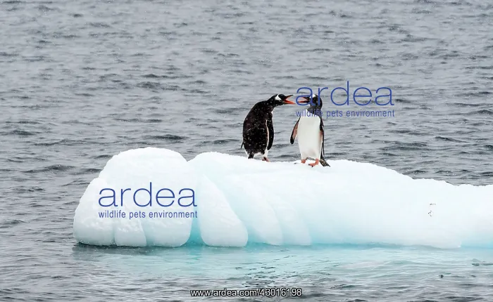: Gentoo Penguins on ice : Gentoo Penguins on ice