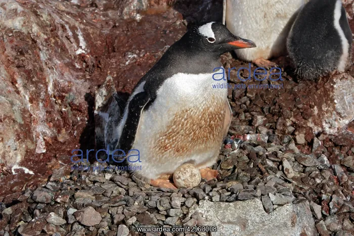 : Gentoo Penguins - incubating 2 eggs - Ronge island : Gentoo Penguins - incubating 2 eggs - Ronge island