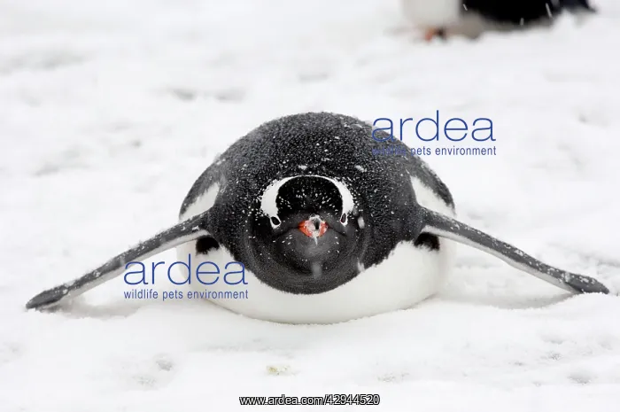 : Gentoo Penguins - Lying down in snow : Gentoo Penguins - Lying down in snow