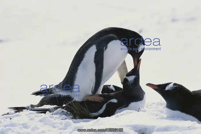 : Gentoo Penguins Mating : Gentoo Penguins Mating