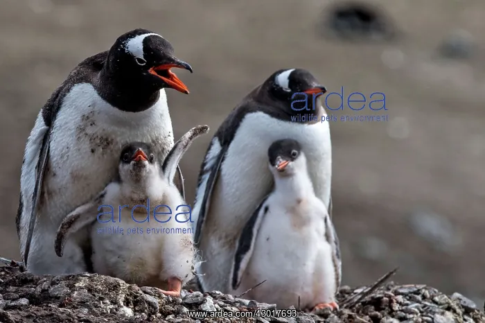 : Gentoo Penguins mothers with chicks on nest : Gentoo Penguins mothers with chicks on nest