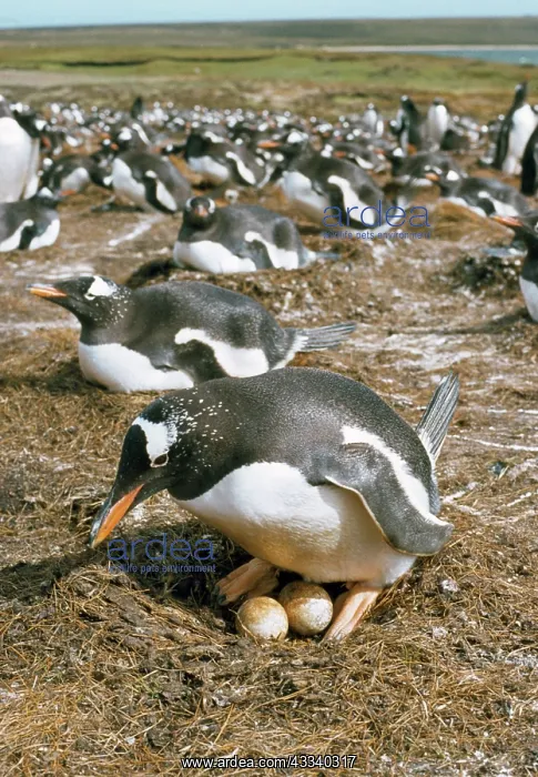 : Gentoo Penguins - at nest : Gentoo Penguins - at nest