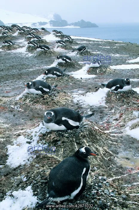 : Gentoo PENGUINS - nesting : Gentoo PENGUINS - nesting