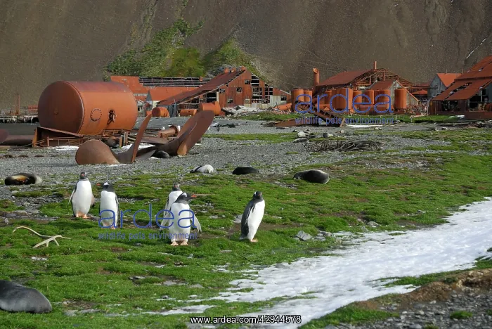 : Gentoo Penguins - At old whaling station