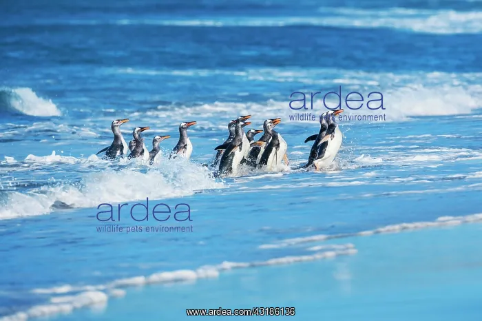 : Gentoo penguins (Pygocelis papua papua) getting : Gentoo penguins (Pygocelis papua papua) getting