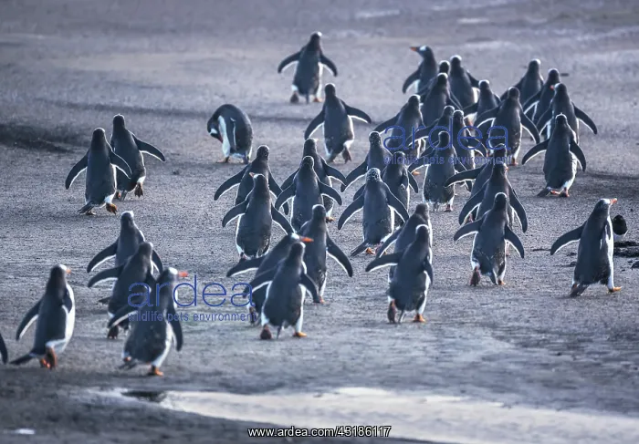 : Gentoo Penguins (Pygocelis papua papua) walking : Gentoo Penguins (Pygocelis papua papua) walking