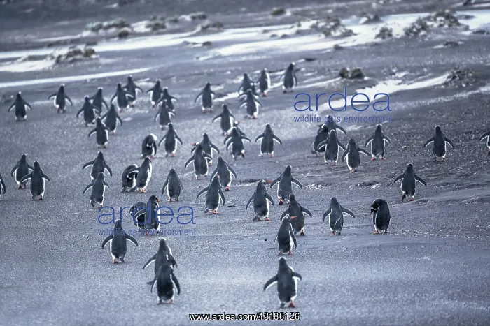 : Gentoo Penguins (Pygocelis papua papua) walking : Gentoo Penguins (Pygocelis papua papua) walking