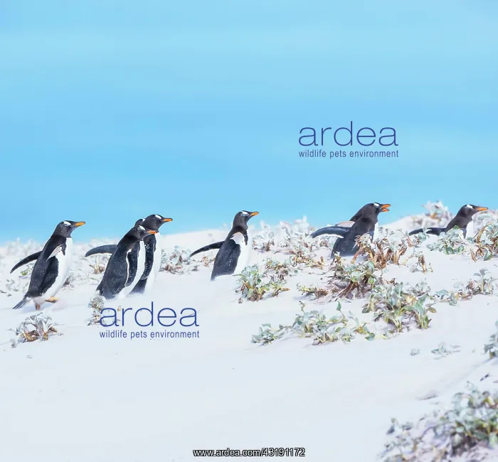  : Gentoo Penguins (Pygocelis papua papua) walking