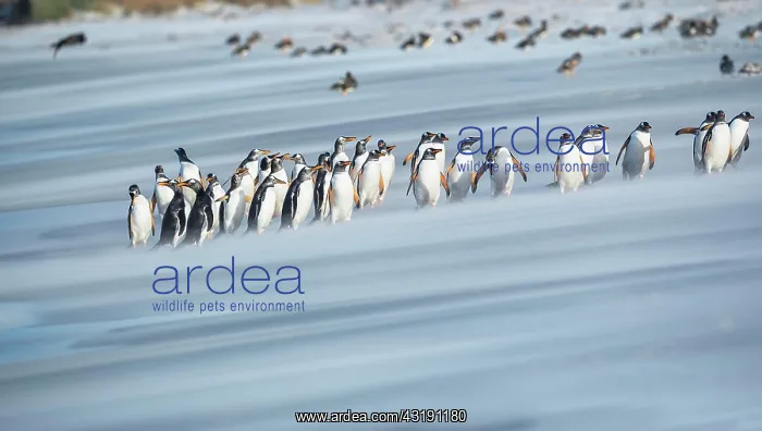 : Gentoo Penguins (Pygocelis papua papua) walking : Gentoo Penguins (Pygocelis papua papua) walking