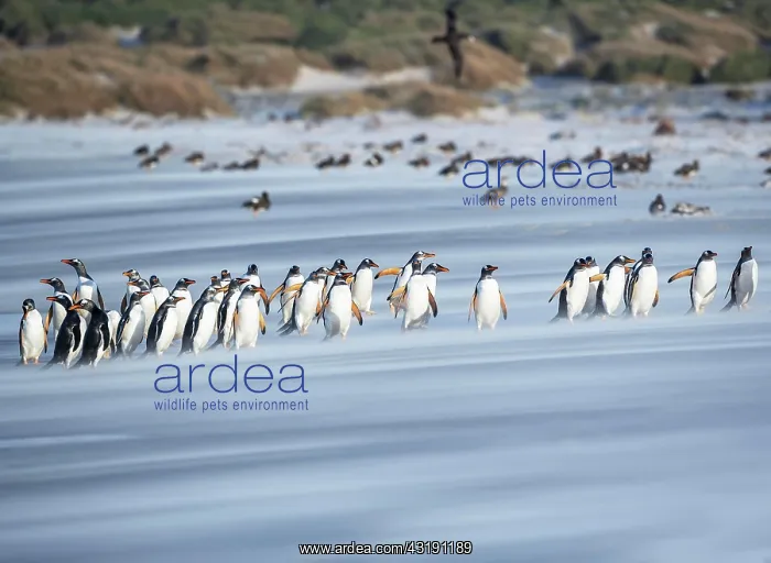  : Gentoo Penguins (Pygocelis papua papua) walking