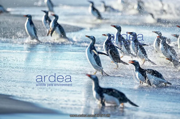  : Gentoo Penguins (Pygocelis papua papua) walking