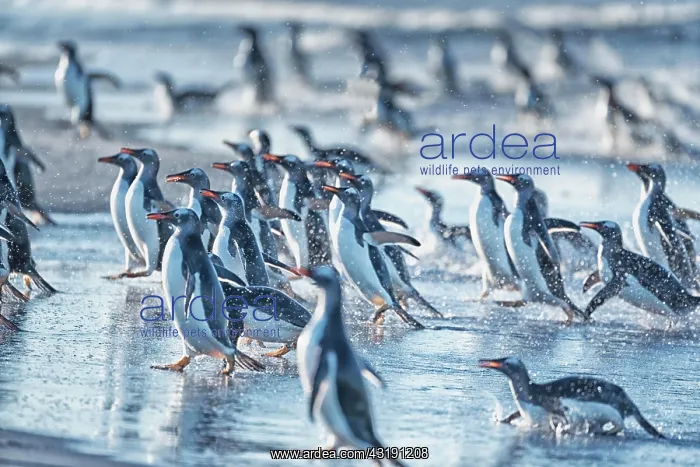 : Gentoo Penguins (Pygocelis papua papua) walking : Gentoo Penguins (Pygocelis papua papua) walking