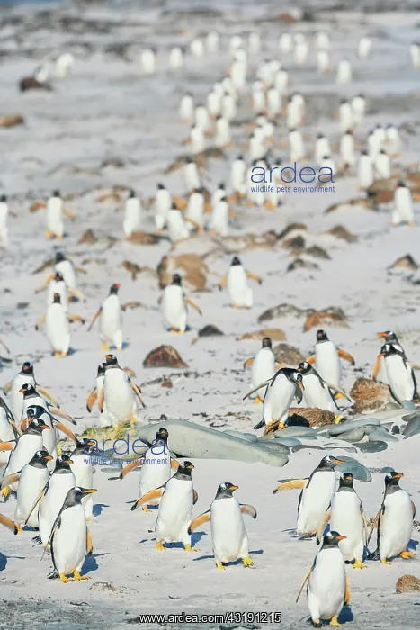 : Gentoo Penguins (Pygocelis papua papua) walking : Gentoo Penguins (Pygocelis papua papua) walking