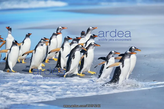 : Gentoo Penguins (Pygocelis papua papua) walking : Gentoo Penguins (Pygocelis papua papua) walking