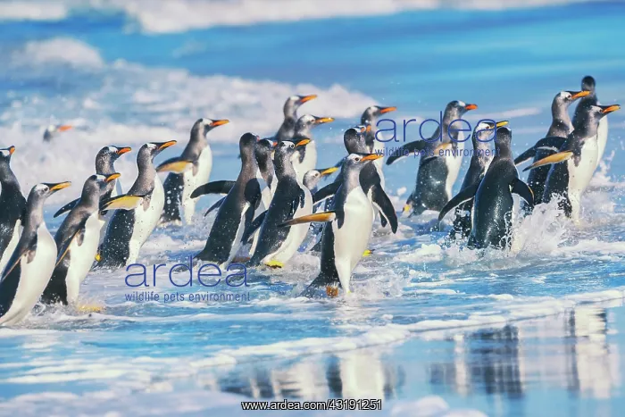 : Gentoo Penguins (Pygocelis papua papua) walking : Gentoo Penguins (Pygocelis papua papua) walking