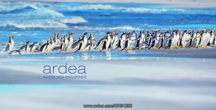  : Gentoo Penguins (Pygocelis papua papua) walking