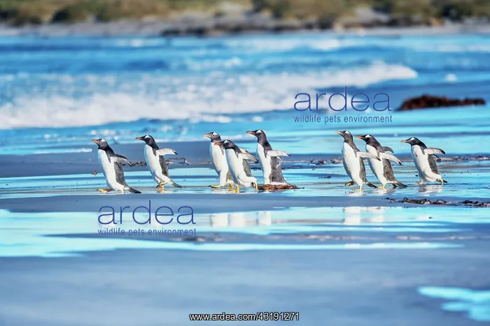 : Gentoo Penguins (Pygocelis papua papua) walking : Gentoo Penguins (Pygocelis papua papua) walking