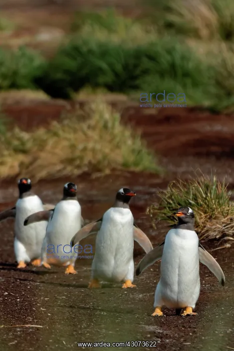 : Gentoo penguins (Pygoscelis papua), Sea Lion Island : Gentoo penguins (Pygoscelis papua), Sea Lion Island