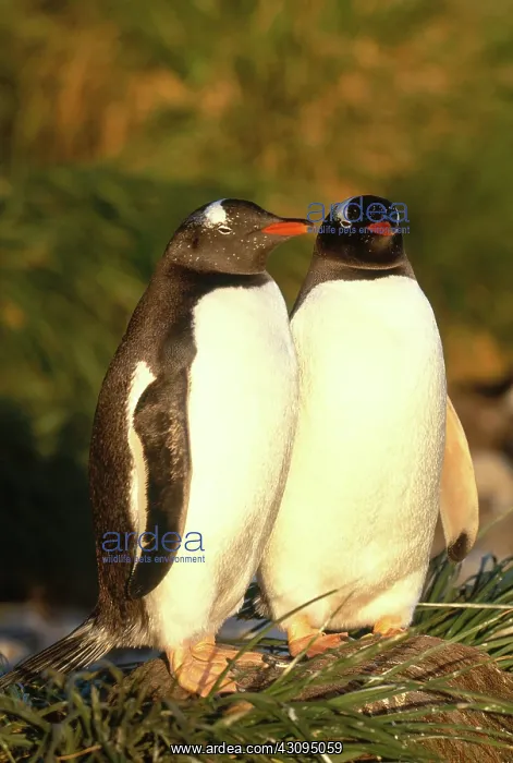 : Gentoo Penguins (Pygoscelis papua) : Gentoo Penguins (Pygoscelis papua)