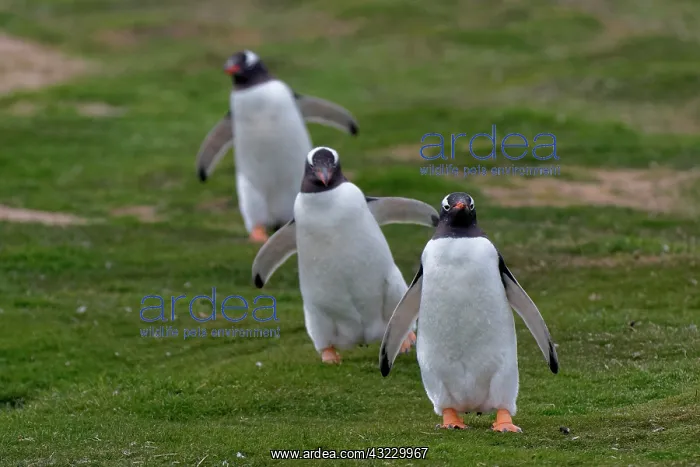 : Gentoo penguins (Pygoscelis papua), Sea Lion Island : Gentoo penguins (Pygoscelis papua), Sea Lion Island