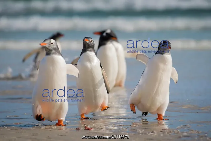 : Gentoo penguins (Pygoscelis papua) at the beach : Gentoo penguins (Pygoscelis papua) at the beach