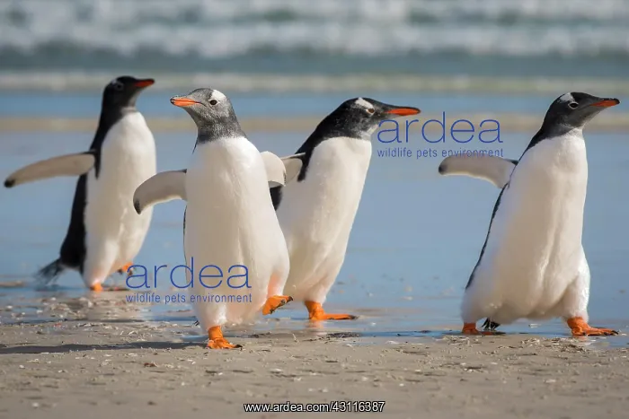 : Gentoo penguins (Pygoscelis papua) at the beach : Gentoo penguins (Pygoscelis papua) at the beach