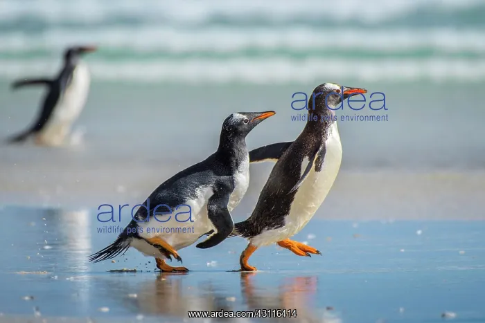 : Gentoo penguins (Pygoscelis papua) at the beach : Gentoo penguins (Pygoscelis papua) at the beach