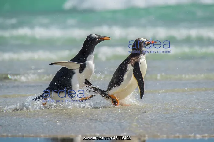 : Gentoo penguins (Pygoscelis papua) at the beach : Gentoo penguins (Pygoscelis papua) at the beach