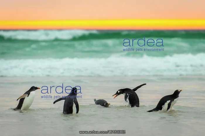 : Gentoo penguins (Pygoscelis papua) on the beach : Gentoo penguins (Pygoscelis papua) on the beach