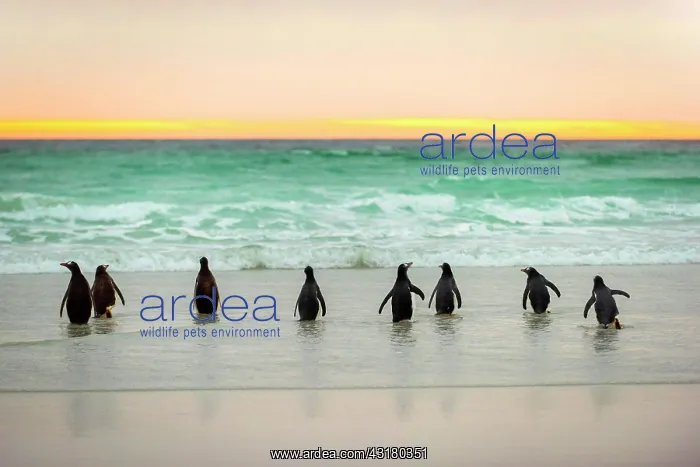 : Gentoo penguins (Pygoscelis papua) on the beach : Gentoo penguins (Pygoscelis papua) on the beach
