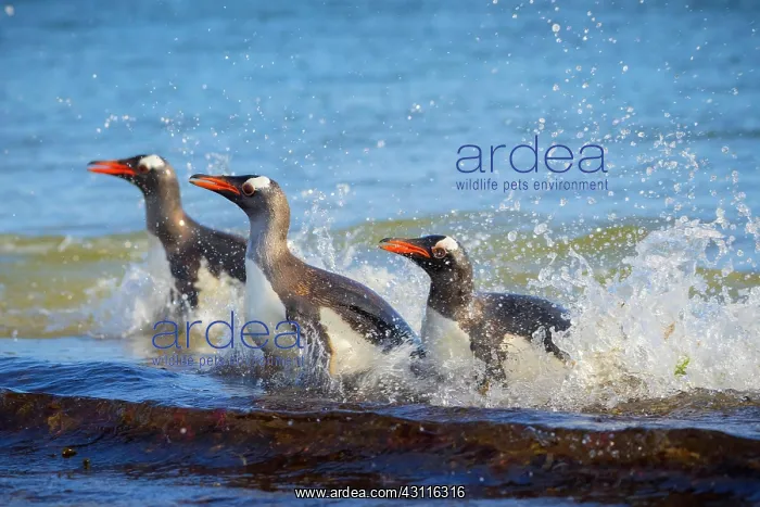: Gentoo penguins (Pygoscelis papua) land on beach : Gentoo penguins (Pygoscelis papua) land on beach