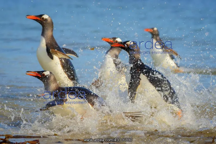 : Gentoo penguins (Pygoscelis papua) land on beach : Gentoo penguins (Pygoscelis papua) land on beach
