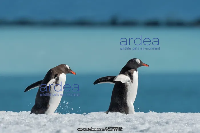 : Two Gentoo penguins (Pygoscelis papua), running : Two Gentoo penguins (Pygoscelis papua), running