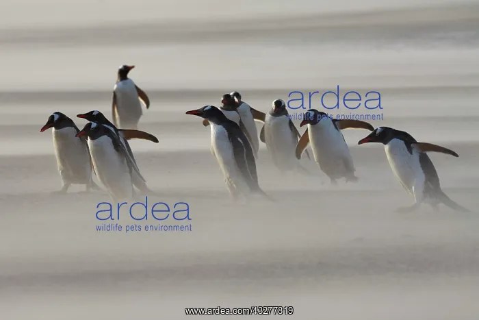 : Gentoo penguins (Pygoscelis papua) in Sandstorm : Gentoo penguins (Pygoscelis papua) in Sandstorm