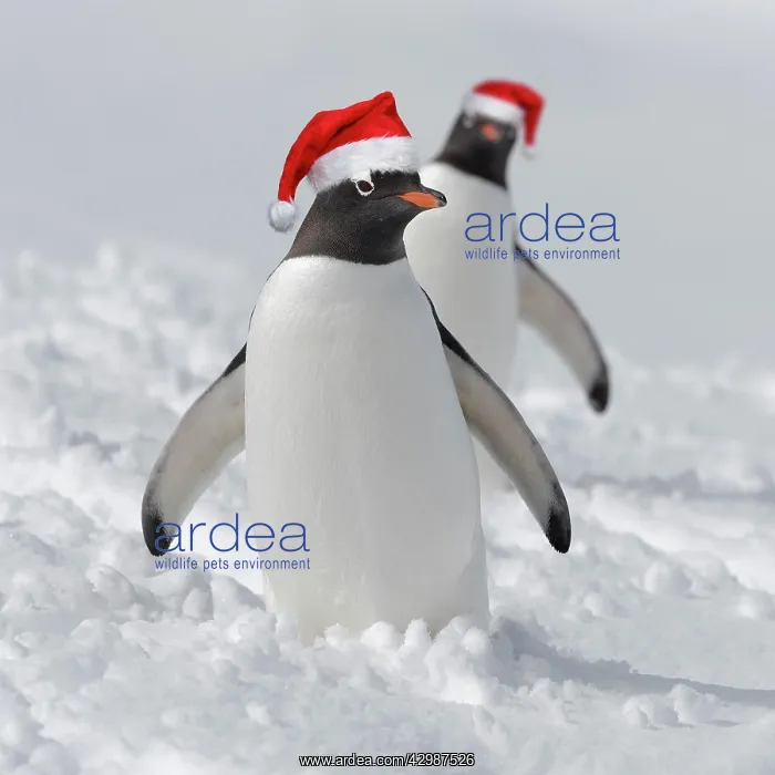 : Two Gentoo penguins (Pygoscelis papua) standing : Two Gentoo penguins (Pygoscelis papua) standing