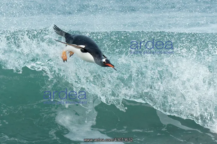: Gentoo penguins( Pygoscelis papua) surfing on a : Gentoo penguins( Pygoscelis papua) surfing on a